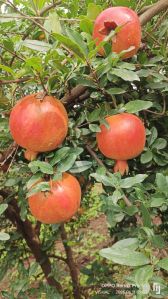 Fresh Pomegranate, Color : Red, Packaging Type : Carton Box
