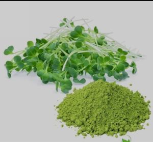 alfalfa powder alfalfa powder