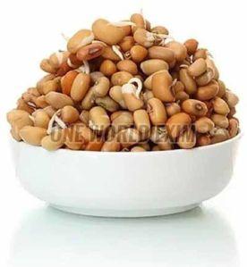 A Grade Cowpea Seeds