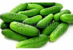 A Grade Fresh Cucumber, Color : Green, Packaging Type : Plastic Wrap
