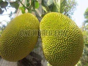 A Grade Jackfruit