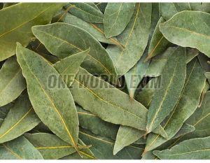 Green Bay Leaf