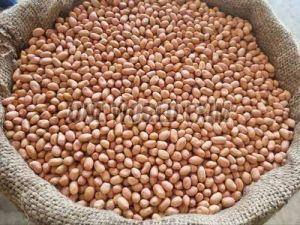 Long Groundnut Kernel