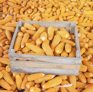 Organic Yellow Maize 10%, Grade : Feed Grade