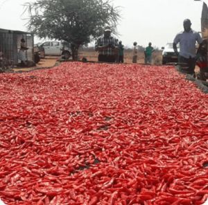 Organic Guntur Dry Red Chilli