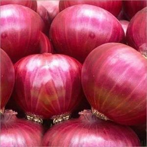 A Grade Red Onion