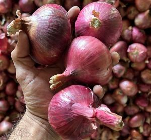 Fresh Nashik Red Onion