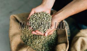 Natural Dried Green Coffee Beans, Packaging Type : Gunny Bag