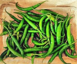 Fresh Green Chilli, Packaging Size : 25-50kg