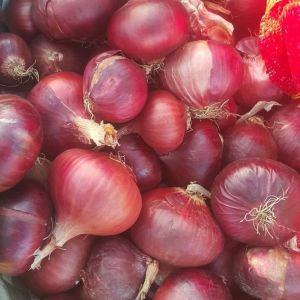 Fresh Red Onion, Shape : Round, Packaging Size : 25-50kg