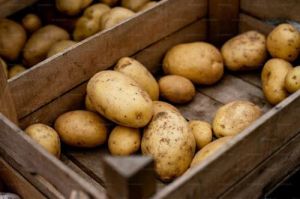 Fresh Brown Potato, Packaging Size : 5-25kg for Cooking
