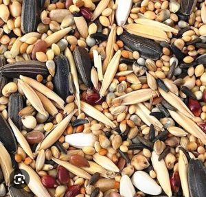 Natural Bird Food, Purity : 100%, Packaging Type : Plastic Packet