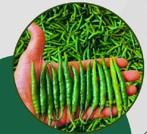 Common fresh green chilli, Packaging Size : 5Kg, 10Kg