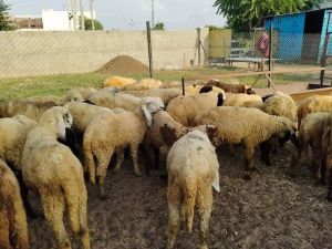 Sheeps, Sleeve Type : Full Sleeve, Gender : Female, Male