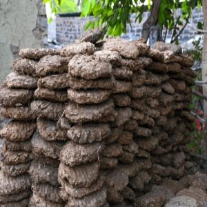 Cow Dung, Color : Dark Brown to Black for Agricultural Religious