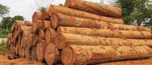 Brown Pine Wood Logs
