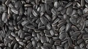 Dried Black Sunflower Seeds