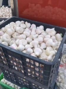 fresh garlic