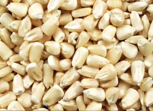 Natural White Maize Seed