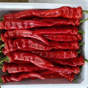 Red Peppers