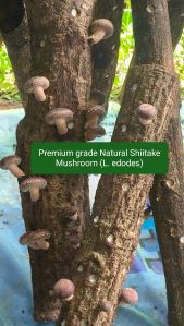 Fresh Exotic Gourmet Mushrooms