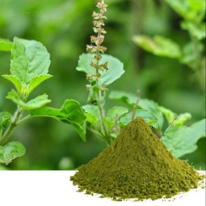 Tulsi Extract, Color : Green Dried, Form : Powder