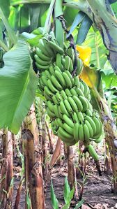 Banana, Packaging Size : 5Kg, 10Kg, 15Kg, 20Kg, 25Kg, 50Kg