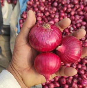 A Grade onions, Onion Size : 50mm Red for Cooking, Restaurant
