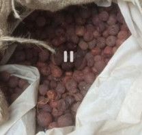 Natural Red Supari, Condition : Dried for Human Consuption