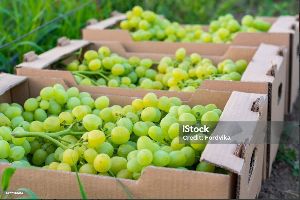 Organic Grapes for Human Consumption