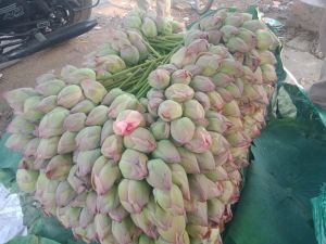 Common Lotus Flower, Packaging Type : Pink, Red, Green