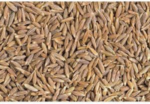 cumin seeds