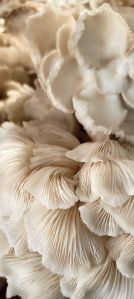 Dry Oyster Mushroom for Cooking