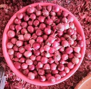 Fresh Red Onion, Shape : Round, Packaging Size : 25-50kg