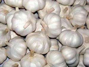 Fresh White Garlic for Cooking Ingredient