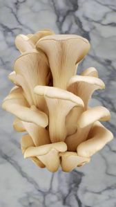 oyster mushroom