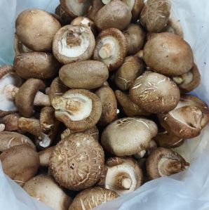 Natural Shiitake Mushroom, Color : Brown