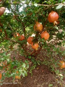 Dry Pomegranate