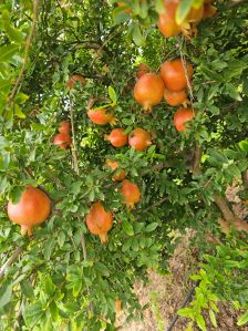 fresh pomegranate