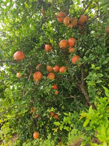 pomegranate pomegranate