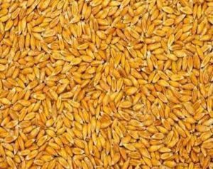 Organic Rejected rice Rejection Wheat
