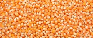 yellow maize