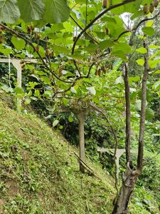 Golden Brown Organic Fresh Kiwi, Color : Green