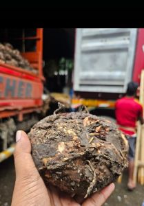 Elephant Yam, Color : Brown, Packaging Size : 10