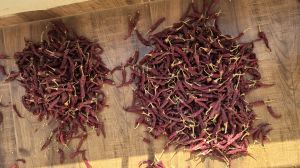 Dried Red Chili