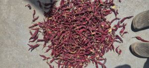 Organic Dry Red Chilli, Packaging Size : 50g Food Grade