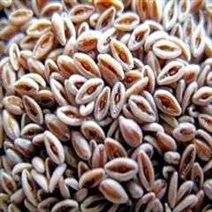 Psyllium Seeds, Packaging Type : Plastic Packet