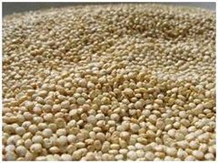 Quinoa Seed for Cooking, Baking, Salads