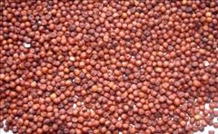 Ragi Millet Grain