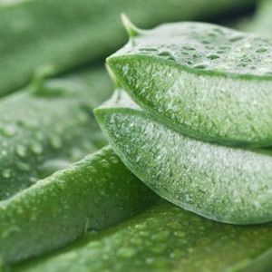 Frozen Aloe Vera Pulp, Color : White